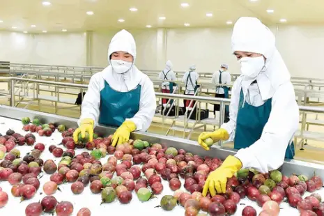 Fruits Optitrans Com Vn