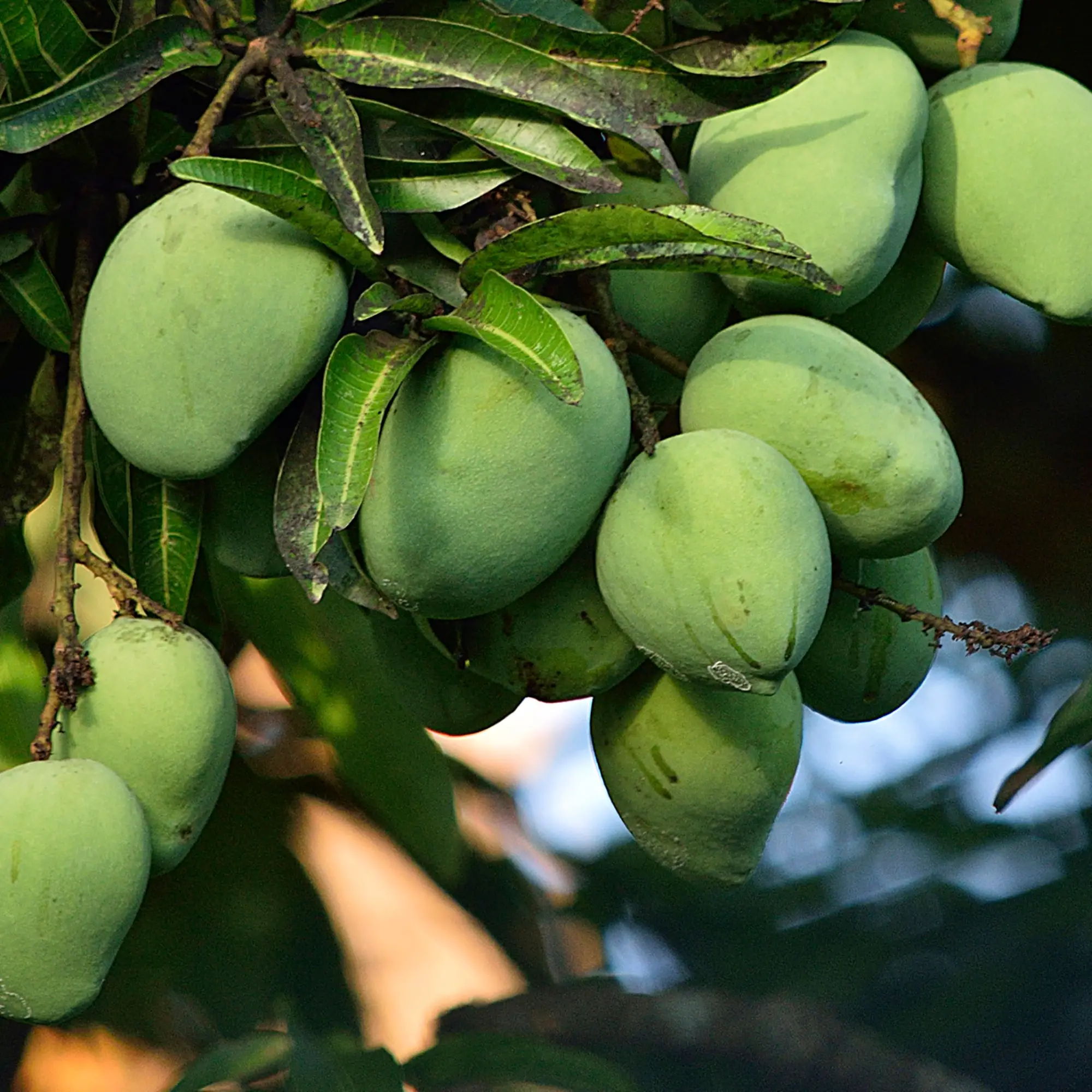 Fruits Optitrans Com Vn