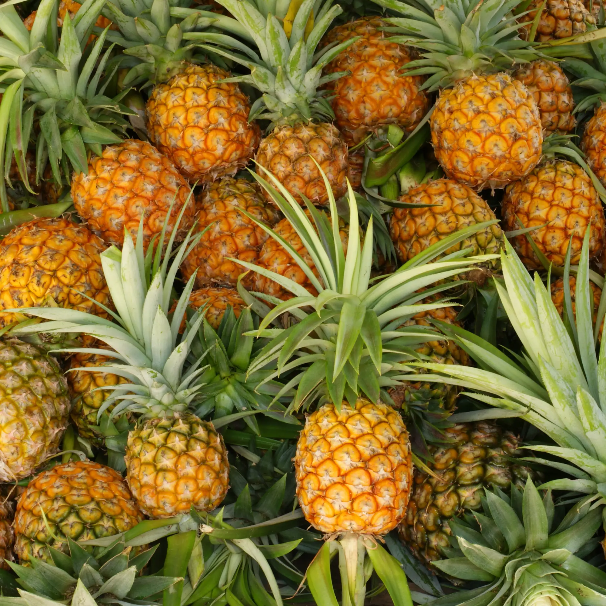 Fruits Optitrans Com Vn
