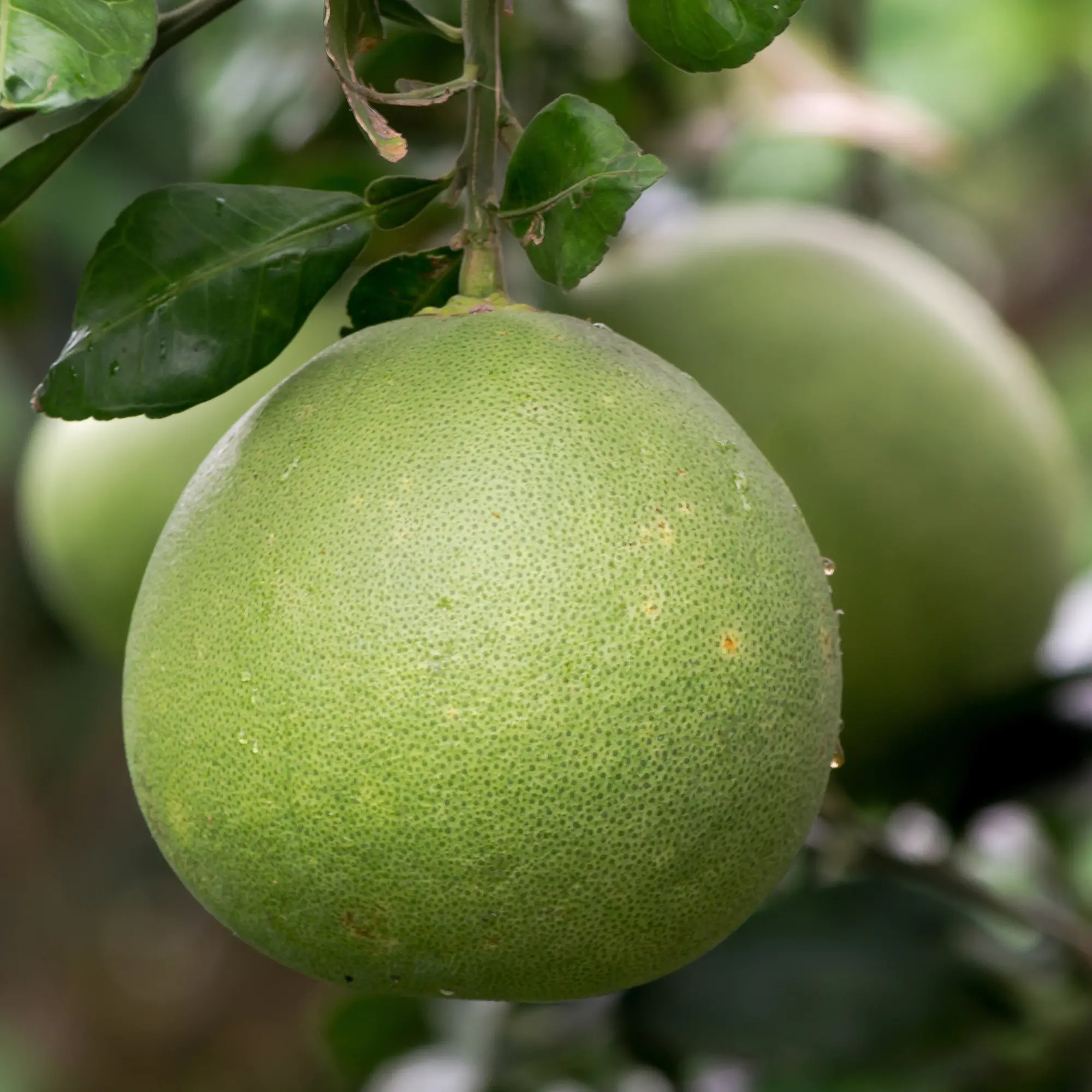 Fruits Optitrans Com Vn